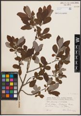 Foto von Salix cinerea L.